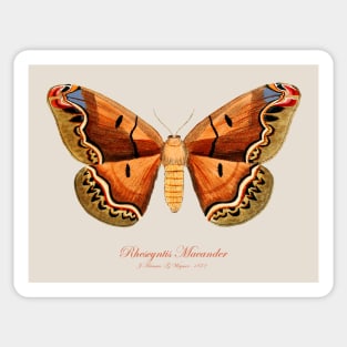 Moth - Giant Silk Moth, Rhescyntis Meander or Arsenura Meander Sticker